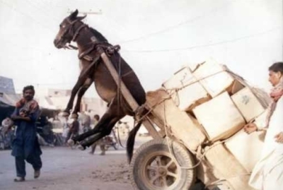 donkey-pulling-cart-random-2758106-508-366